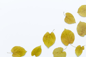 Chaotically scattered yellow dry autumn leaves lined sideways on a white background. Copy space for text or hand lettering. Flat lay, top view.