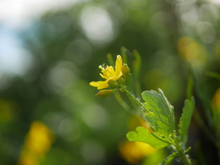 Polonne / Ukraine - 18 May 2018: Yellow flower on a green background