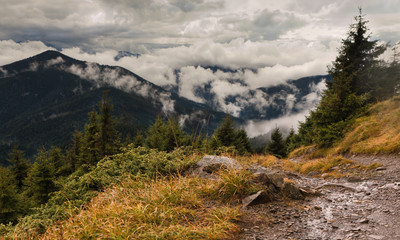 Carpathian forest and Mountains in clouds