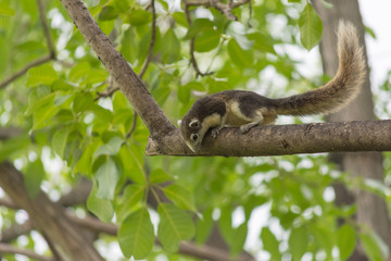 リス・自然・木・公園・ペット