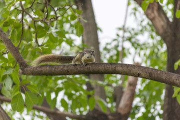 リス・自然・木・公園・ペット