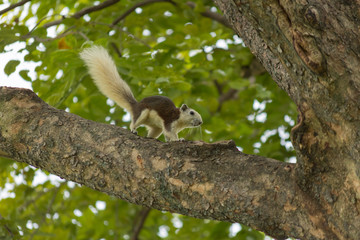 リス・自然・木・公園・ペット