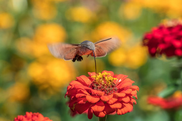 traubenschwänzchen auf blüte
