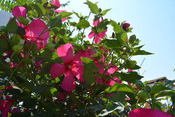 Brightly red, cherry, fuchsia flowers of hibiscus,  мalvaceae with leaves on a gentle blue...
