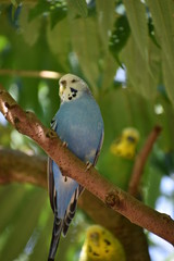 Closeup of a small blue budgie sitting on a tree branch