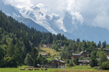 Cows in the Chamonix valley