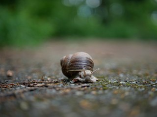 Polonne / Ukraine - 13 May 2018: snail in the woods