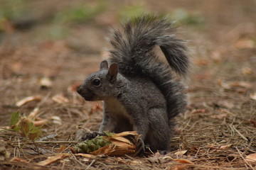 écureuil roux mangeant une pomme de pin