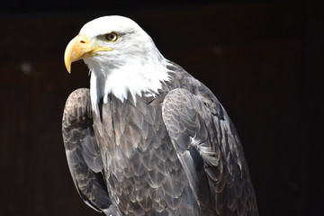 Wonderful majestic portrait of an american bald eagle with a black background