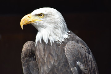 Wonderful majestic portrait of an american bald eagle with a black background