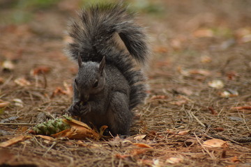 écureuil roux mangeant une pomme de pin