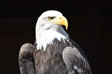 Wonderful majestic portrait of an american bald eagle with a black background