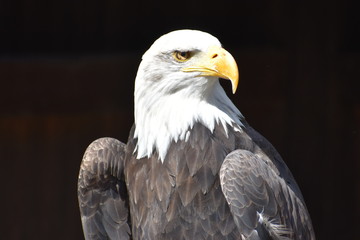 Wonderful majestic portrait of an american bald eagle with a black background