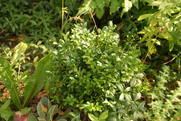 SONY DSC