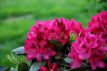Fototapeta premium Rhododendron Blume in pinker Blüte