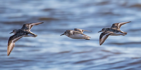 Bécasseaux sanderling en vol