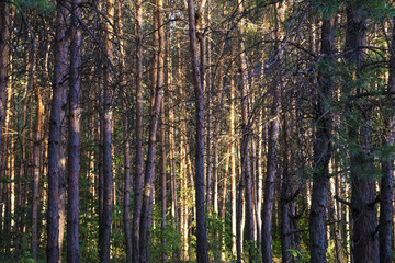 Russian forest in Samara region, Russia, illuminated by the sun