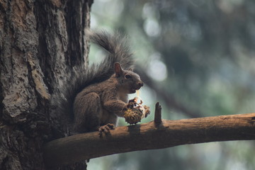 écureuil roux mangeant une pomme de pin