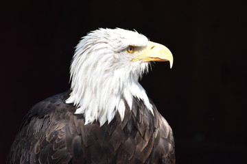 Wonderful majestic portrait of an american bald eagle with a black background