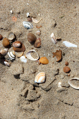 Muschelsammlung im Sand am Strand von Breskens