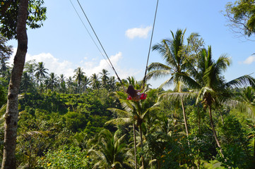 Bali Swing Schaukel im Djungel Indonesien, Asien