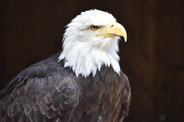 Wonderful majestic portrait of an american bald eagle with a black background