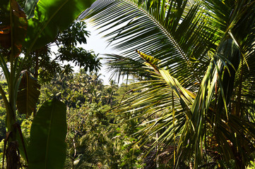 Blick in den grünen Djungel mit Palmen auf Bali, Indonesien, Asien