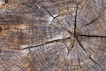 Close up of cut wooden aged stump with cracks and annual rings as pattern. Abstract natural texture background