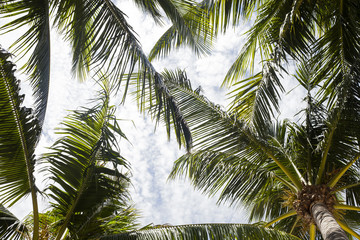 Obraz premium Palm branch against cloudy blue sky, tropical floral frame