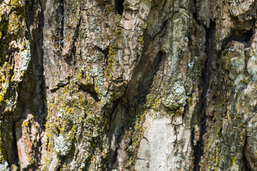 Close up of coarse rough tree bark covered with moss as texture. Abstract natural background