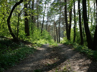 Polonne / Ukraine - April 28 2018: road in the forest