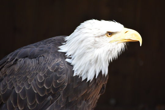 Wonderful majestic portrait of an american bald eagle with a black background