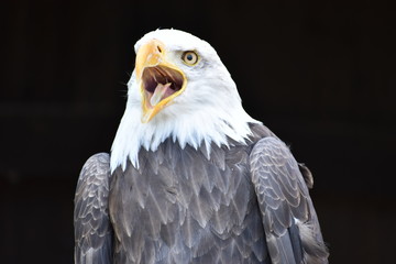 Wonderful majestic portrait of an american bald eagle with a black background