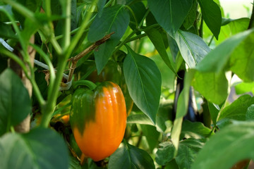 Orange pepper is ripening in a greenhouse