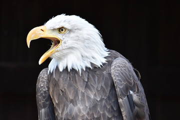 Wonderful majestic portrait of an american bald eagle with a black background