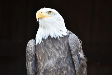 Wonderful majestic portrait of an american bald eagle with a black background