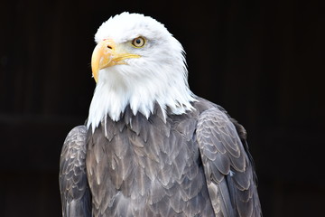 Wonderful majestic portrait of an american bald eagle with a black background