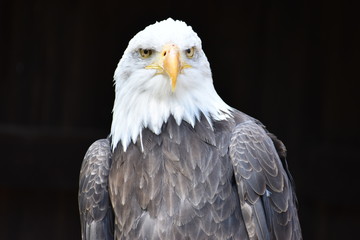 Naklejka premium Wonderful majestic portrait of an american bald eagle with a black background