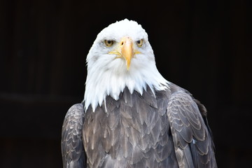 Wonderful majestic portrait of an american bald eagle with a black background