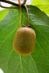 kiwi fruits