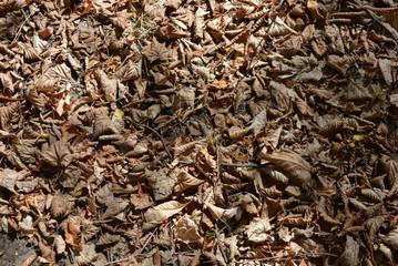 Yellow twisted leaves of yellowed maple on the ground and sunlight