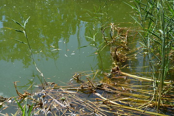 Green water of the pond with green reeds, dry yellow leaves of reeds under the sun