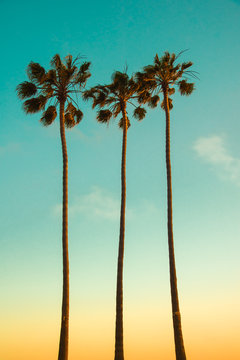 Naklejki Summer tropical island paradise vintage design background. Three very high Mexican fan palm trees (Washingtonia Filifera) on sunsetting light backdrop. Californian beach landscape wallpaper.
