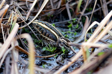 Jack snipe close up through grass and bog