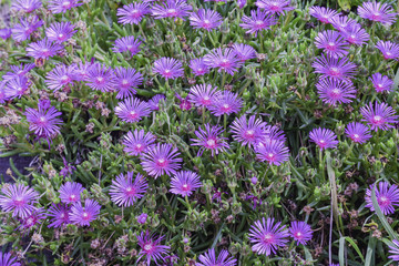 Obraz premium flower