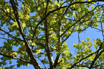 Branches of an old maple tree with green leaves and gray trunks against the background of a brightly-lit sky and sun