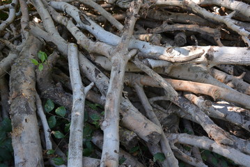 Wooden sticks, unprotected beams from a tree on the ground