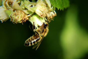 A western honey bee attached for front feets and pollinated bloom of raspberry