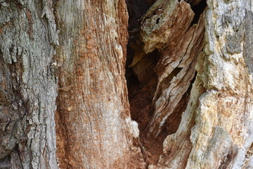 Closeup of a brown tree bark