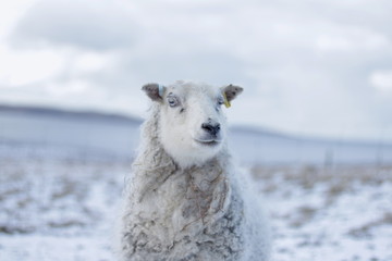 Fototapeta premium Sheep with yellow tag in snow looking at camera